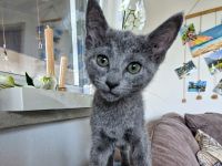 Russischblau Kitten suchen ein liebevolles Zuhause. "Ab dem 4.Juli können wir bei dir zu Hause sein!