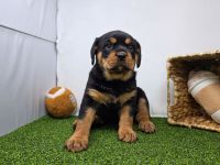 Rottweiler welpen