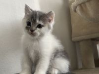 BKH kitten