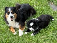 Mini Australian Shephert - Border Collie Mix Welpen
