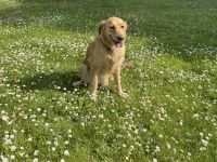 Liebevolle Golden-Retriever-Hündin (5 Jahre) sucht neues Zuhause