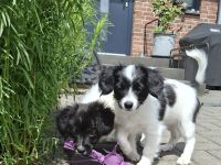 Phalene Welpe, kontinentaler Zwergspaniel