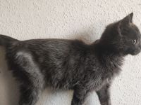 Maine Coone Mix Kitten suchen ein liebevolles Zuhause !
