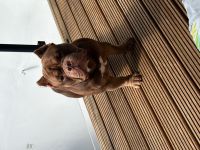 Dexter sucht ein neues zu Hause