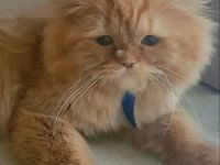 Verschmuster Roter Kater mit Muttermal