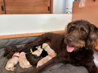 Zauberhafte Labradoodle Welpen F1b