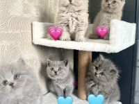 BKH BLH Kitten reinrassig