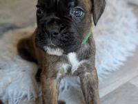 Boxerwelpen