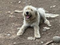 Lebensfrohe, flauschige Shy sucht Zuhause