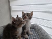 2 weibliche Kitten suchen liebevolles Zuhause