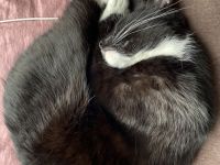 Hübsche Tuxedo Katze sucht Deckkater