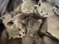 BKH Kitten suchen ein neues liebevolles Zuhause