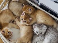 4 Britisch Kurzhaar Kitten suchen ein liebevolles Zuhause
