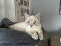 Britisch kurzhaar Baby Kätzchen  kitten
