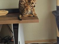 Bengal kater