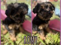 Yorkshire Terrier Welpen