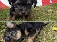 Yorkshire Terrier Welpen