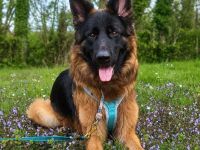 Rex in 52477 Alsdorf sucht sein Für-immer-Zuhause