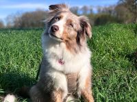 Nala in 46354 Südlohn sucht ihr Für-immer-Zuhause