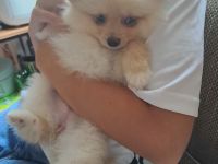 Zuckersüße Zwergspitz / Pomeranian Welpen in Creme (2 Rüden & 1 Hündin)