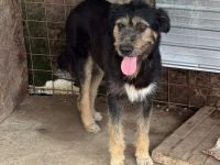 Barney sucht sein Für-immer-Zuhause