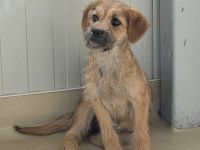 Effie, eine süsse Maus, möchte raus aus dem Shelter und ihre Familie kennenlernen