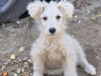 Flipsi, süss, lebhaft, freundlich, ein Hund im Schäfchenfell