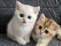 BKH kitten