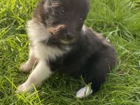 Sheltie Hündin