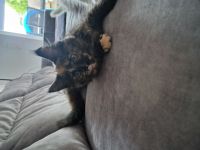wunderschöne Maine-Coon-Katze in der seltenen Schildpatt-Färbung (Tortie) sucht ab sofort ein Zuhaus