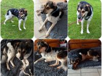 Carlos - ein sanfter liebevoller Begleiter