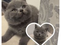 🐾 Wunderschöner Britisch Kurzhaar (BKH) Kater sucht ein liebevolles Zuhause 🐾