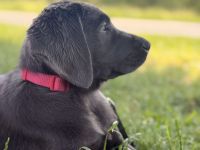 Labrador Dame Nala Grau