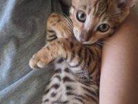 Bengal Kitten zu verkaufen