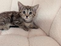 Europäische Babykatze