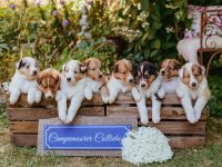 Colliewelpen amerikanischer Typ mit Papieren