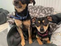 Speedy und Rambo, Zwergpinscher, geb. 2023, möchten gern zusammenbleiben