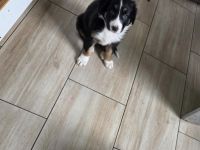 Unser border Collie Welpe sucht noch ein Zuhause