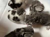 BKH Kitten mit Stammbaum