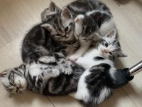 BKH Kitten mit Stammbaum