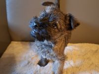 Cairn Welpen suchen ein neues Zuhause