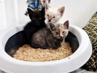 Cira, Coco und Carlo