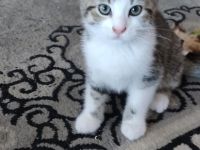 Katzenbabys