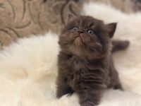 Wunderschöne BKH & BLH Kitten – liebevoll aufgezogen ❤️