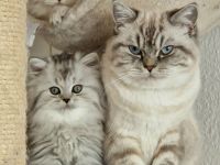 Wunderschöne BKH & BLH Kitten – liebevoll aufgezogen ❤️