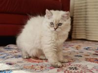 Wunderschöne BKH & BLH Kitten – liebevoll aufgezogen ❤️