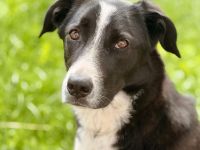Taco in 57439 Attendorn sucht sein Für-immer-Zuhause