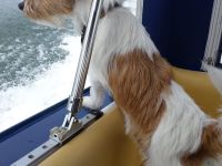 Jack Russell Hündin