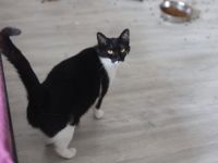 Schnurrt Pele bald auf deinem Sofa?