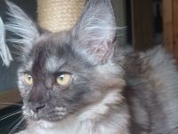 Maine coon Kitten XXL seltene Farbkombination!